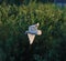 A stunning photograph of a Barn Owl in flight over a meadow during the early evening