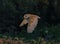 A stunning photograph of a Barn Owl in flight over a meadow during the early evening