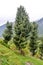 Stunning photograph of a beautiful Deodar cedar Cedrus deodara tree growing against blue cloudless sky and distant mountain of