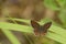 Stunning photograph of sorrel sapphire  heliophorus sena  butterfly  sitting on twig