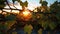 Stunning Photorealistic Sunset Through Vines: Detailed Botanical Illustrations In 32k Uhd