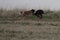 Stunning Photos of dogs spaniards hunting the hare in open field