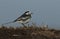 A stunning Pied Wagtail Motacilla alba perched on top of a straw bale.