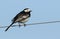 A stunning Pied wagtail ,Motacilla alba, perched on a wire.