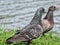 Stunning pigeons at Putrajaya lakeside known as Taman Rekreasi Air Precint 8