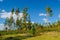 Stunning pine forest. Natural autumn landscape.