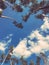 Stunning pine trees framing a cloud-filled sky