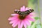 Stunning Pink Flower Butterfly Beauty