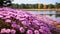 Stunning Pink Flower Field By The Lake