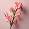 Stunning Pink Gladiolus Flower Artwork With Subtle Color Palette