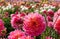 Stunning pink Kens Rarity dahlias, photographed in a garden near St Albans, Hertfordshire, UK in late summer on a cloudy day.