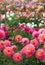 Stunning pink Kens Rarity dahlias, photographed in a garden near St Albans, Hertfordshire, UK in late summer on a cloudy day.