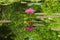 A stunning pink lotus, in full bloom, and its perfect reflection, in a large pond.