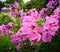 Stunning pink paper flower - triplet flower - Bougainvillea in a garden
