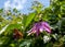 Stunning pink passion flower facing upwards photograped in The Butts, Brentford, West London UK on a hot day in June.