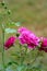 Stunning pink petals of roses in early morning light with green background of plant`s leaves