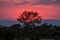 Stunning pink and red sunset at Sabi Sands Game Reserve, Kruger, South Africa.
