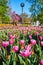 Stunning pink and red tulips garden at Freimann Square in downtown Fort Wayne, Indiana