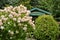 Stunning pink and white hydrangea bush in garden with a gazebo in the distance.