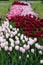 Stunning pink, white, and maroon tulips in garden beds