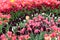 Stunning pink, white, and maroon tulips in garden beds