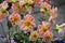 Stunning pink and yellow Dahlia flowers by the name Pacific Ocean growing in the garden