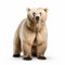 Stunning Polar Bear In 8k Resolution: National Geographic Contest Winner