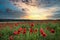 Stunning poppy field landscape in Summer sunset light