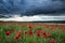 Stunning poppy field landscape in Summer sunset light