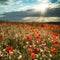 Stunning poppy field landscape in Summer sunset light