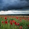 Stunning poppy field landscape in Summer sunset light