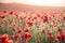 Stunning poppy field landscape under Summer sunset sky with cross processed retro style effect