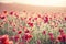 Stunning poppy field landscape under Summer sunset sky with cross processed retro style effect