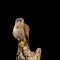 Stunning portait of Kestrel Falco Tinnunculus in studio setting on black background