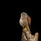 Stunning portait of Kestrel Falco Tinnunculus in studio setting on black background