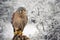 Stunning portait of Kestrel Falco Tinnunculus in studio setting on snowy Winter background