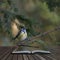 Stunning portrait of Blue Tit Cyanistes Caeruleus bird sitting in sunshine in forest landscape coming out of pages of open story