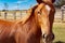 Stunning Portrait Of Horse On Farm