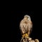 Stunning portrait of Kestrel Falco Tinnunculus in studio setting on black background