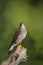 Stunning portrait of Kestrel Falco Tinnunculus in studio setting on mottled green nature background