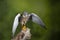 Stunning portrait of Kestrel Falco Tinnunculus in studio setting on mottled green nature background