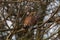 A stunning portrait of a Kestrel perched on a tree during the winter months