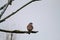 A stunning portrait of a Kestrel perched on a tree during the winter months