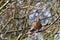 A stunning portrait of a Kestrel perched on a tree during the winter months