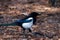 A stunning portrait of a Magpie at a Nature Reserve