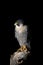 Stunning portrait of Peregrine Falcon Falco Peregrinus in studio setting with dramatic lighting on black background