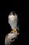 Stunning portrait of Peregrine Falcon Falco Peregrinus in studio setting with dramatic lighting on black background