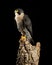 Stunning portrait of Peregrine Falcon Falco Peregrinus in studio setting with dramatic lighting on black background