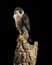 Stunning portrait of Peregrine Falcon Falco Peregrinus in studio setting with dramatic lighting on black background