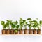 Stunning Potted Plants Display On Wooden Board - Prateep Kochabua